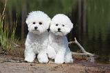 BICHON FRISE 329